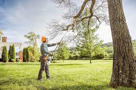 Best Storm Damage Tree Cleanup  in Whippany, NJ